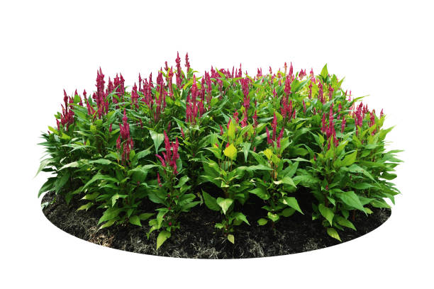 istock flower bush tree pink color isolated white background 660390530