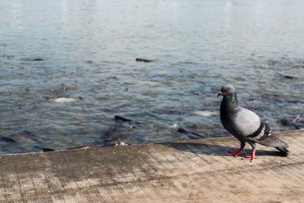 Pigeon on wooden floor with river view background