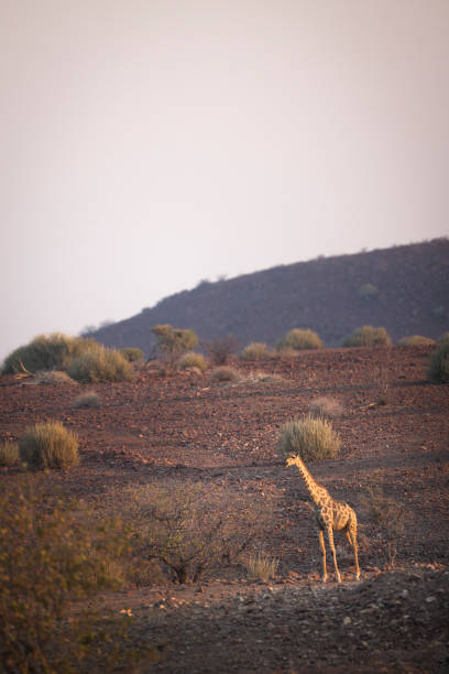 istock A Giraffe in Palmwag Concession, Namibia. 660390668