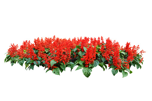 red flower bush tree isolated whited background