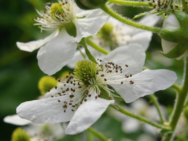 fiori di mora. dewberry giardino fiori bianchi - hoverfly nature white yellow foto e immagini stock