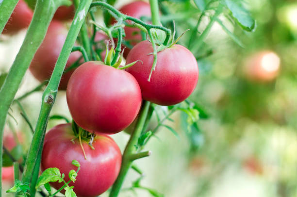 istock Fresh tomatoes in garden 660391094