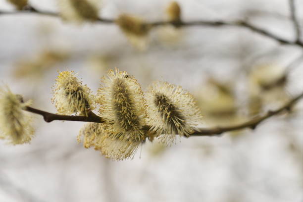 Bunga Rancah Rancah 60+ Willow Ranch Foto Stok, Potret, & Gambar Bebas Royalti - iStock