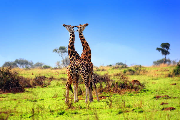 Fighting giraffes in the Murchison falls park, Uganda