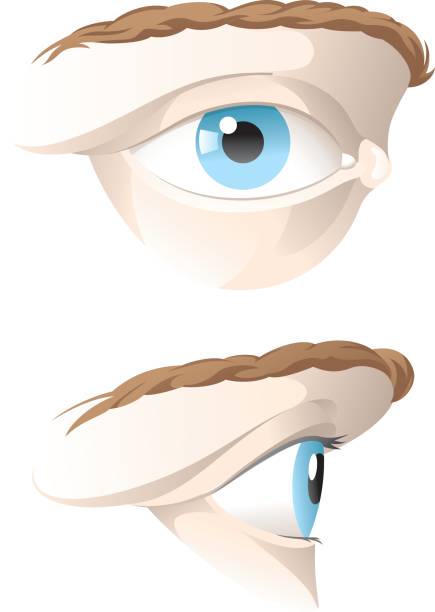 Human Eye Stock Illustration - Download Image Now - Side View, Anatomy, Drawing - Art Product - iStock Human Eye Stock Illustration - Download Image Now - Side View, Anatomy, Drawing - Art Product - iStock