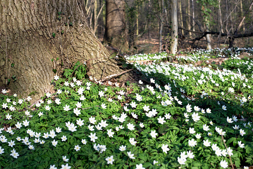 Beautiful wood anemones flowering in the forest.