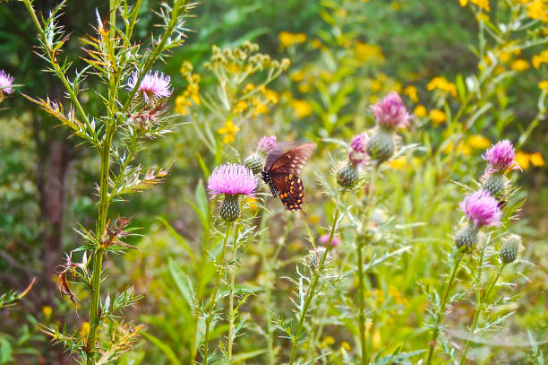 istock Butterfly in a wildflower meadow 660395394