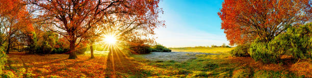 Idyllic autumn landscape with forest, meadow and sun