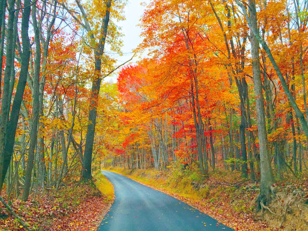 istock Country road in autumn 660398994