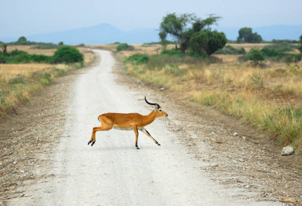 Antelope reedbuck in the Queen Elizabeth national park, Uganda