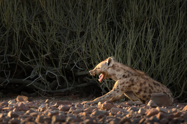 istock A Hyena in Palmwag Concession, Namibia. 660399788