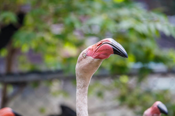 Flamingo Portrait close up.