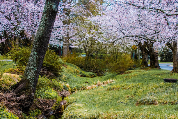 istock Cherry Blossoms, Kenwood, Maryland 660405786