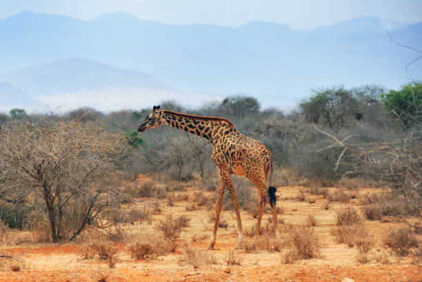 Masai race giraffe in the African bush near Amboseli national park at dry season at early morning, Kenya