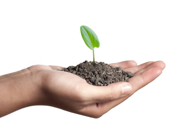 istock Young plant in hand over white 660409728