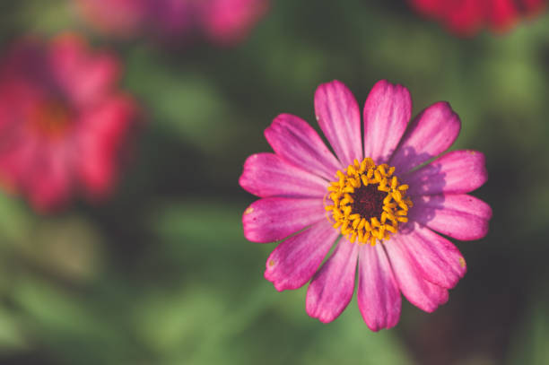 istock Macro view of cosmos flower at blurred background 660410096