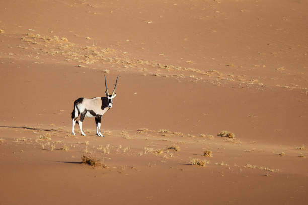 istock An Oryx walking through the sand dunes. 660410208