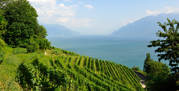 The Riviera Vaudoise and its famous vineyard