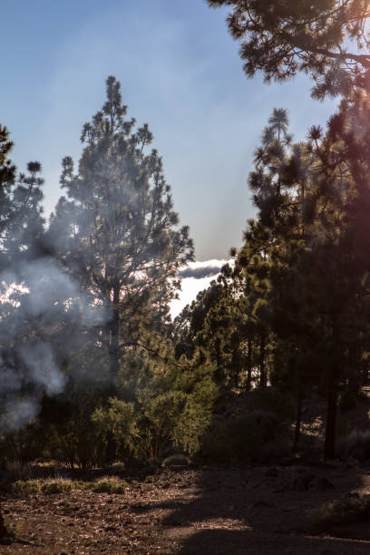 istock High clouds over pine forest on Tenerife 660415266