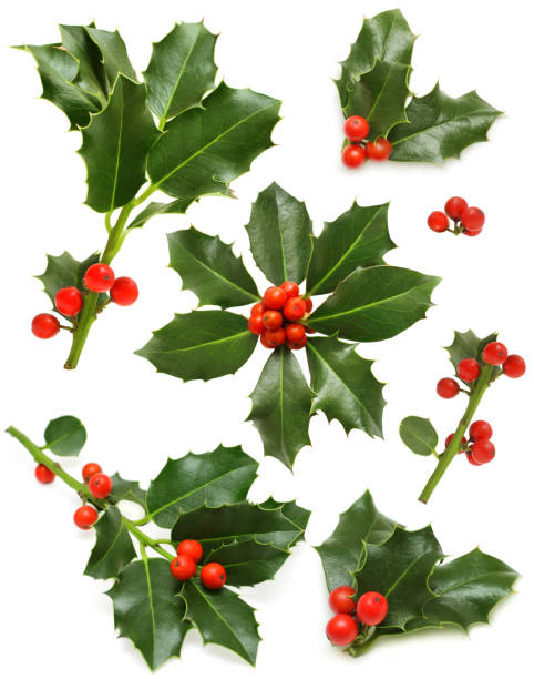 christmas holly set - green leaf, red berry and twig - holly imagens e fotografias de stock