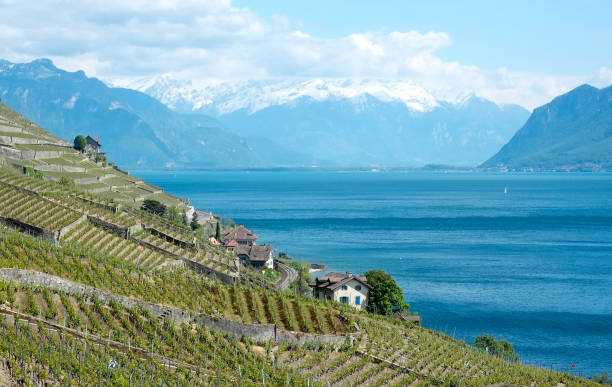 The Riviera Vaudoise and its famous vineyard. the Lake Geneva.