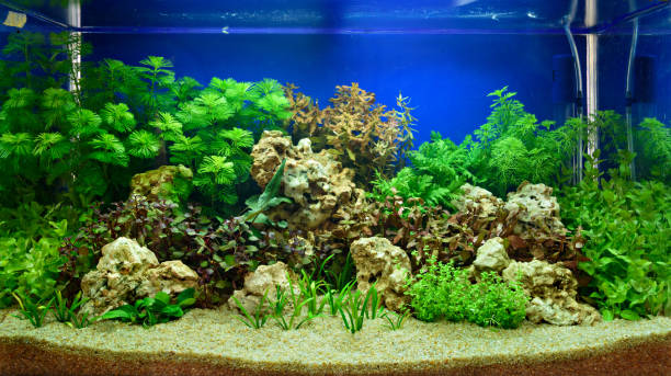 istock Aquascaping of the planted aquarium 660425194