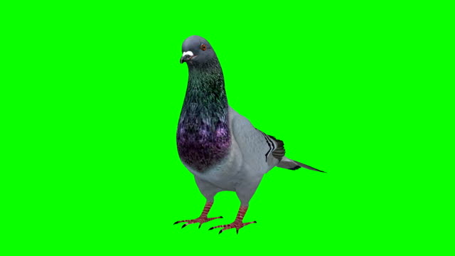 Pigeon Idle Green Screen (Loopable)