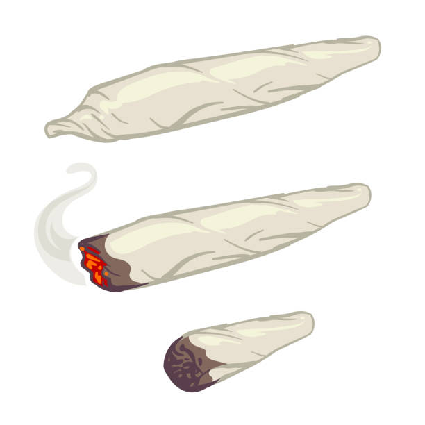 ilustrații de stoc cu marijuana comun, spliff, fumat de droguri țigară vector ilustrare - marijuana