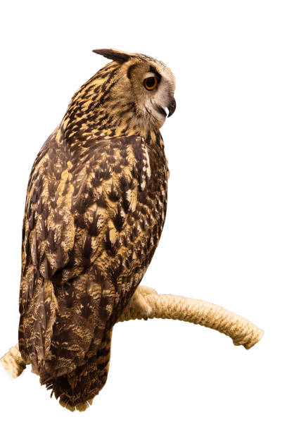 istock Eurasian Eagle Owl perched on a branch isolated on white background with clipping path. 660429204
