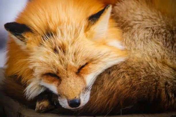 Photo of cute sleeping red fox in winter