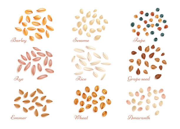 ilustrações de stock, clip art, desenhos animados e ícones de realistic cereal grains and oil seeds vector set - sesame