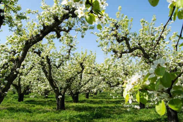 istock Fruit trees of Aitona 660437848