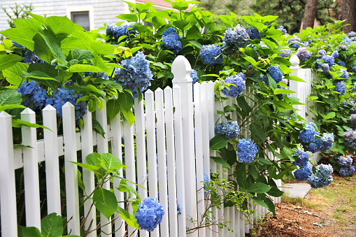 Blue hydrangea along the white fence. In the distance cottage