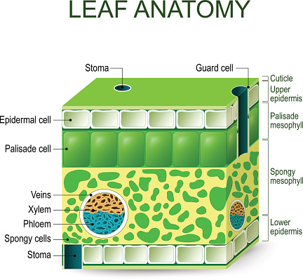 Leaf anatomy. Vector diagram on a white background.