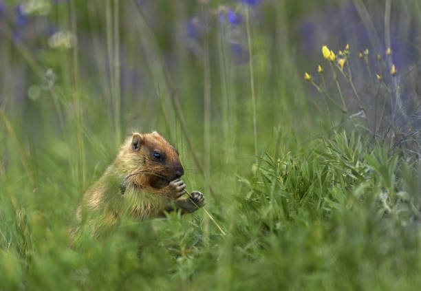 Alpine marmot on a flowery meadow in the Alps