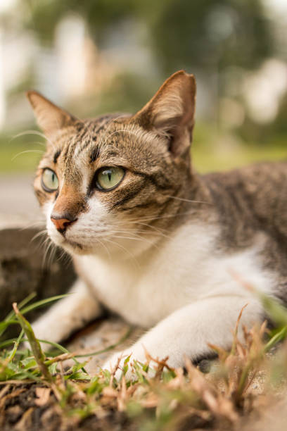 istock cute funny cat close up 660445130