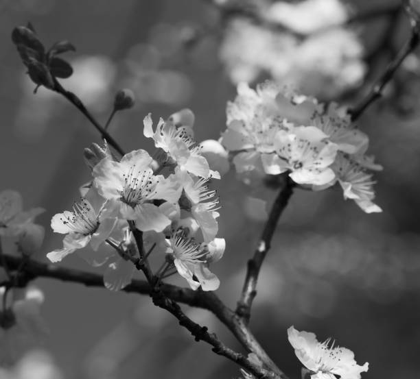 istock Apricot tree branch with flowers in early spring with copy space 660445590