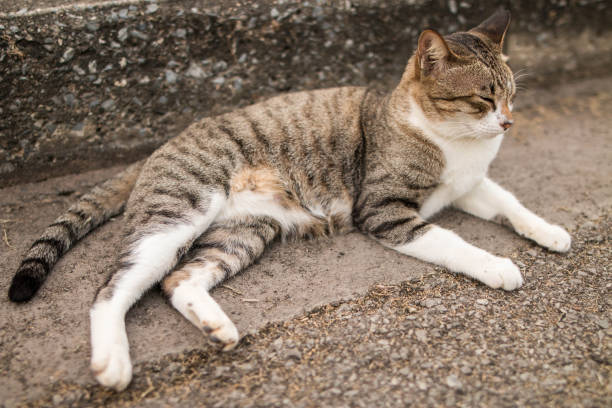 istock cute funny cat close up 660445650