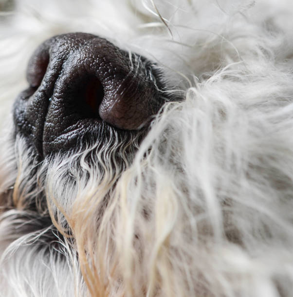 istock Macro shot of dog nose 660445752