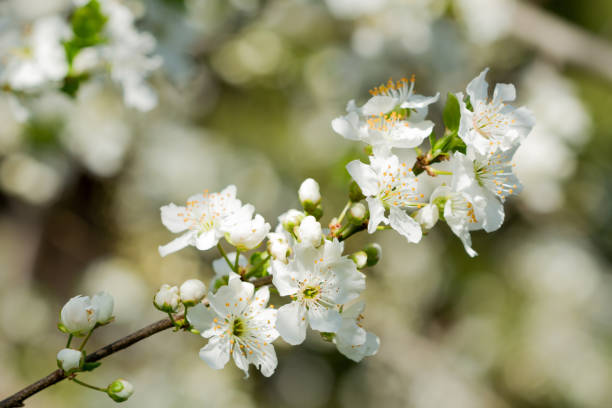 istock Apricot tree branch with flowers in early spring with copy space 660446196