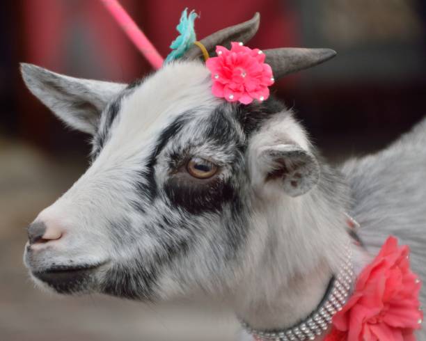 istock Goat with Hairpins 660446650
