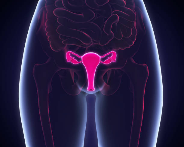 Female Reproductive System Stock Photos, Pictures & Royalty-Free Images -  iStock