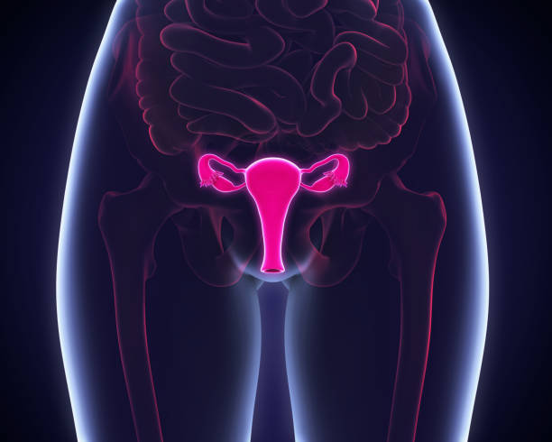 Female Reproductive System Stock Photos, Pictures & Royalty-Free Images - iStock Female Reproductive System Stock Photos, Pictures & Royalty-Free Images - iStock