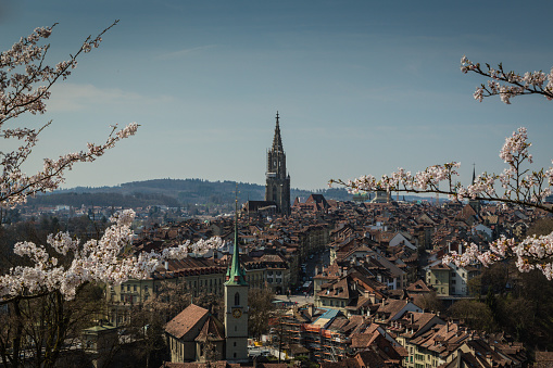 A photograph of some Japanese Cherry Blossoms in front of the old city in Bern, Switzerland. These Cherry Blossom trees were donated to the city by a japanese man in 1975 and bloom once a year for around 10 days. They are located in the public rose garden (Rosengarten), which commands one of the best views of the city.