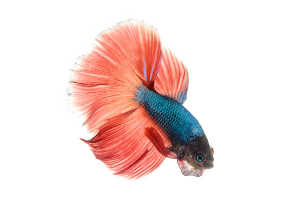 poisson combattant siamois - siamese fighting fish fish fighting green photos et images de collection