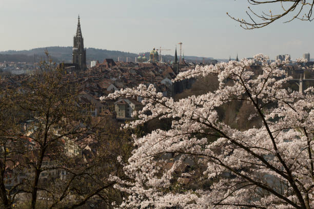 istock Cherry Blossoms and Berns Old City 660449304
