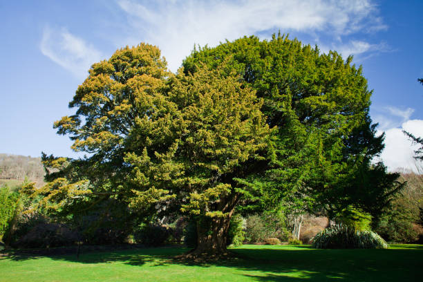 stare drzewo cisowe w formalnym ogrodzie - cisowe zdjęcia i obrazy z banku zdjęć