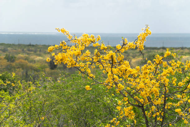 istock Trumpet tree / Yellow poui 660457900