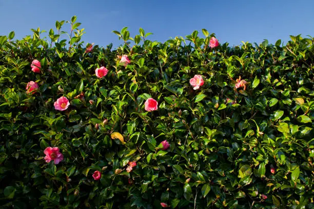 Photo of Camellia - A Beautiful Hedge Plant
