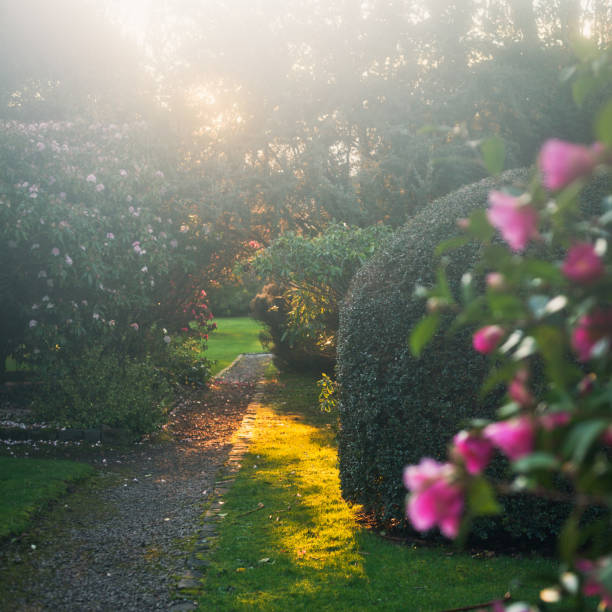 Beautiful spring Scottish magical garden with blooming pink Camellias and rhododendrons, warm sunny spring day.